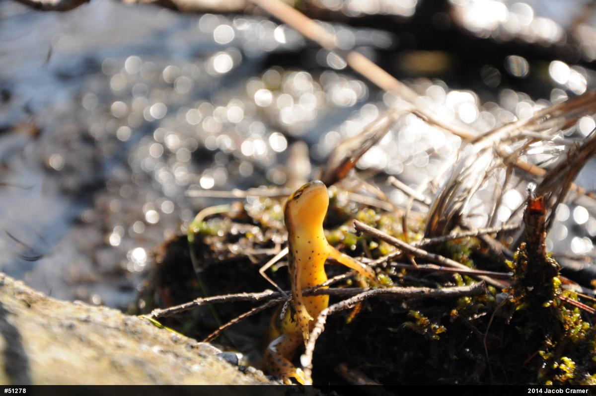Red-spotted Newt