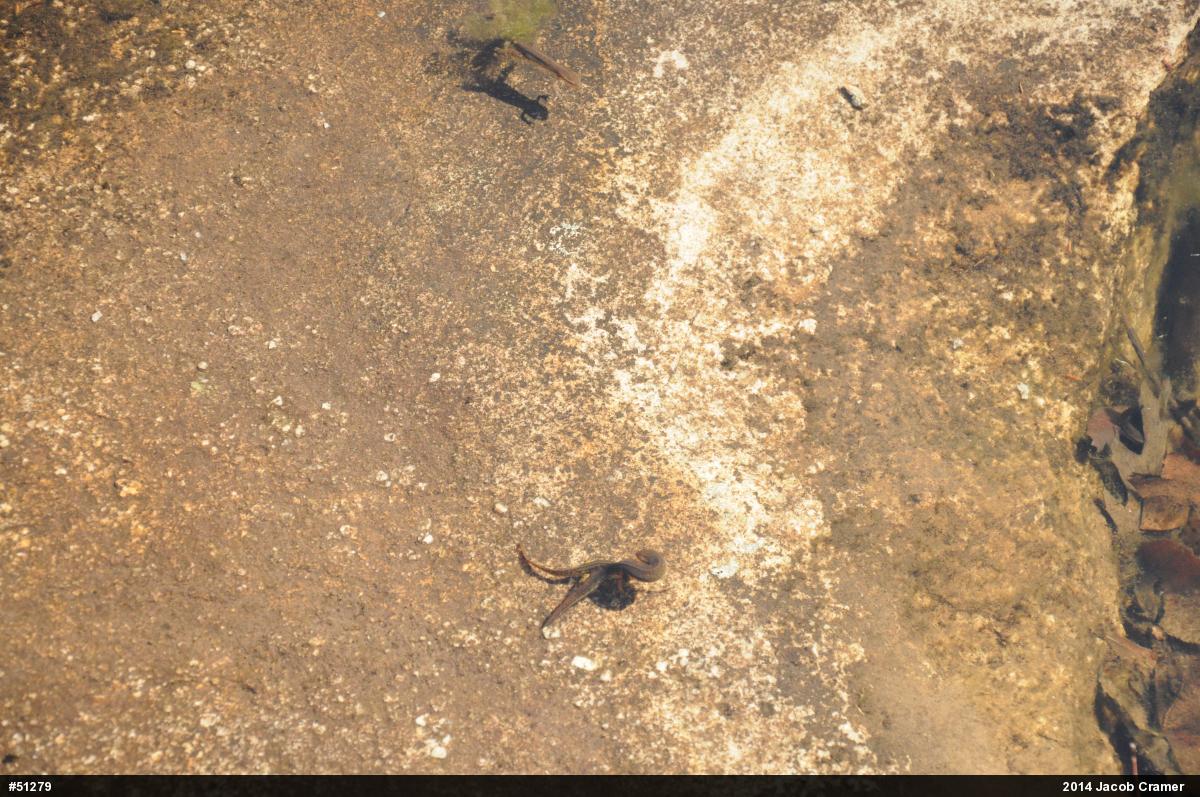 Red-spotted Newt