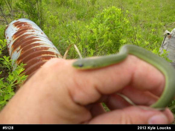 Smooth Greensnake
