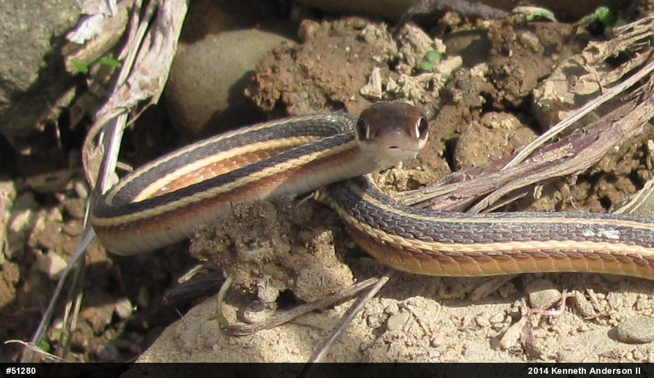 Northern Ribbonsnake