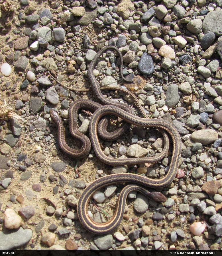 Shorthead Gartersnake
