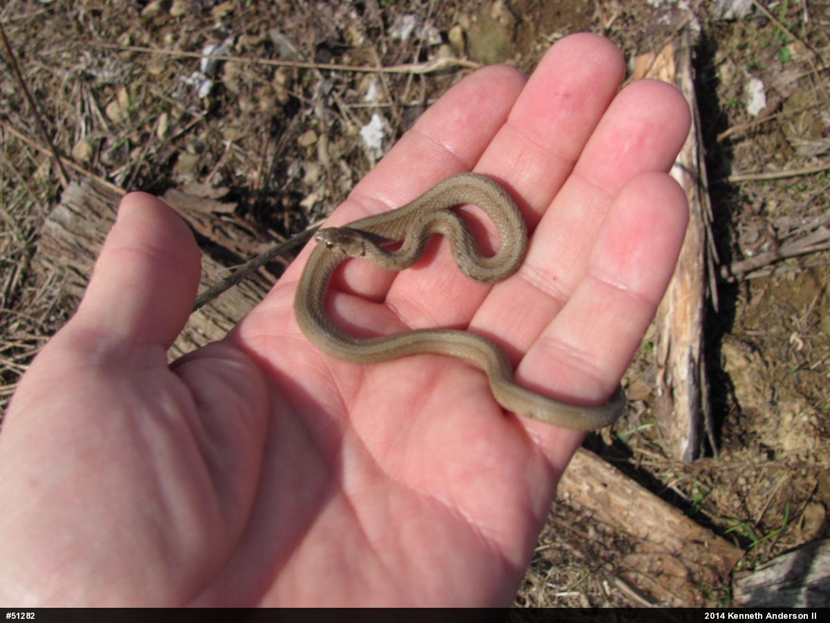 Dekay's Brownsnake