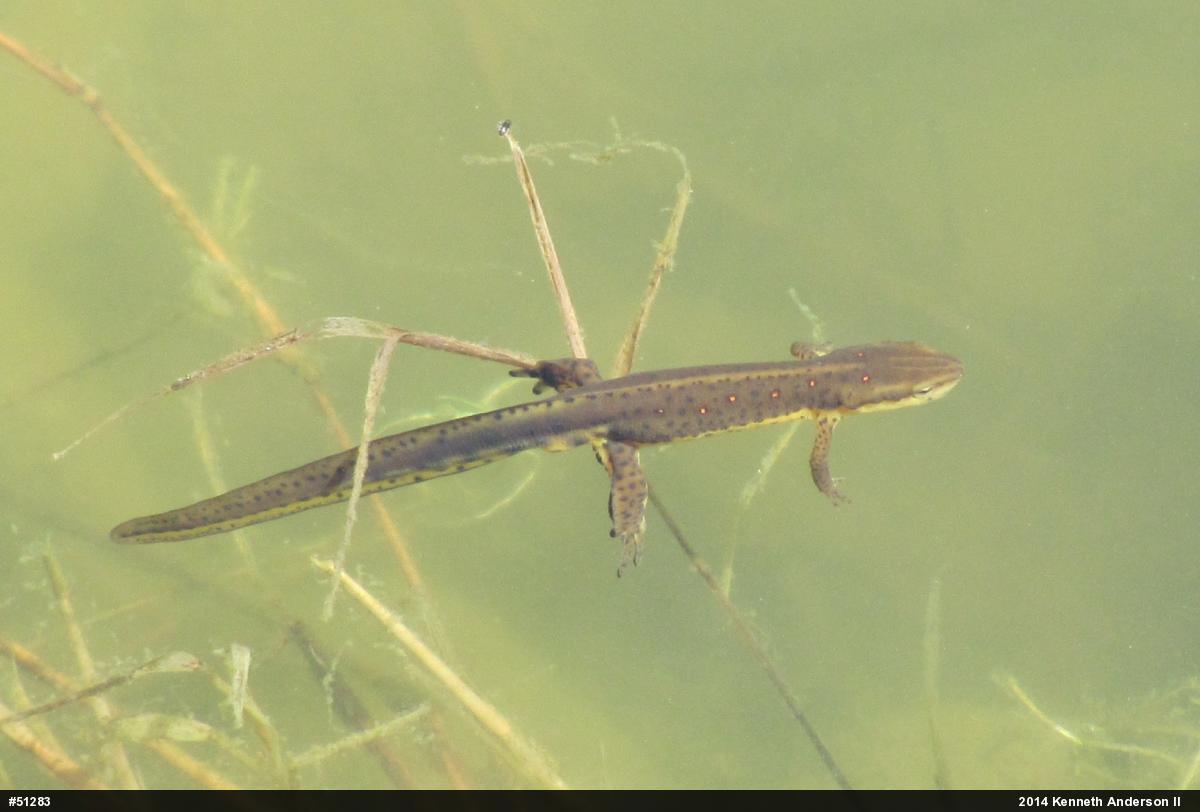 Red-spotted Newt