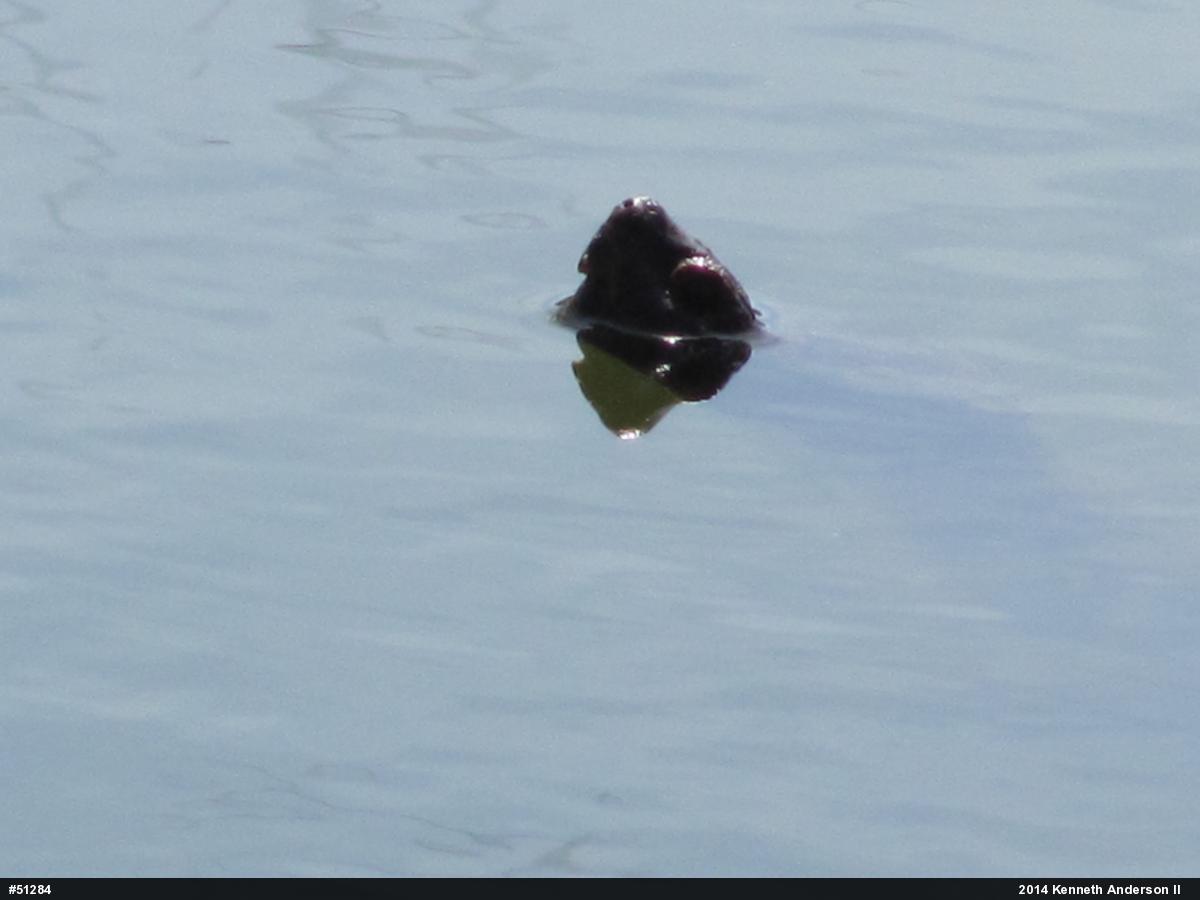 Snapping Turtle