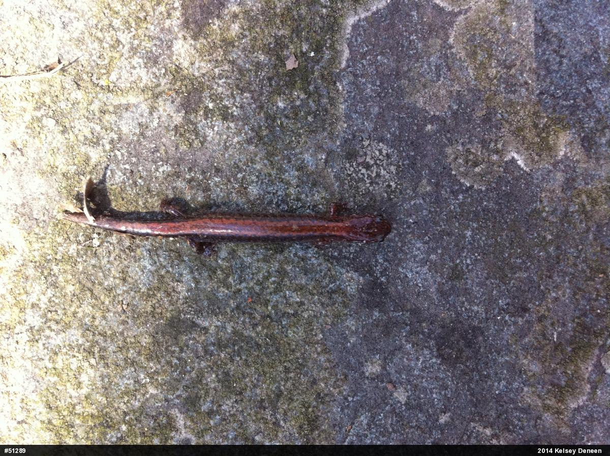 Eastern Red-backed  Salamander