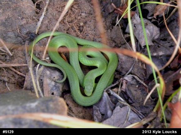 Smooth Greensnake