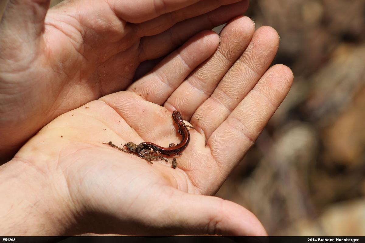 Eastern Red-backed  Salamander