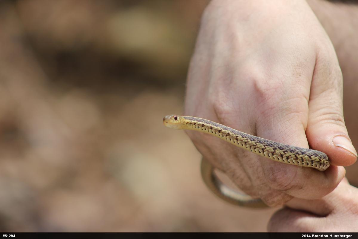 Eastern Gartersnake