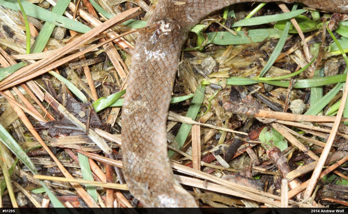 Eastern Smooth Earthsnake