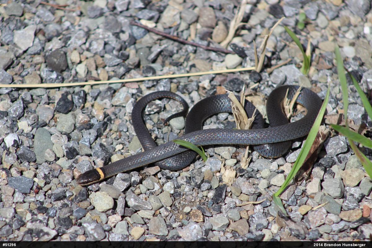 Northern Ring-necked Snake