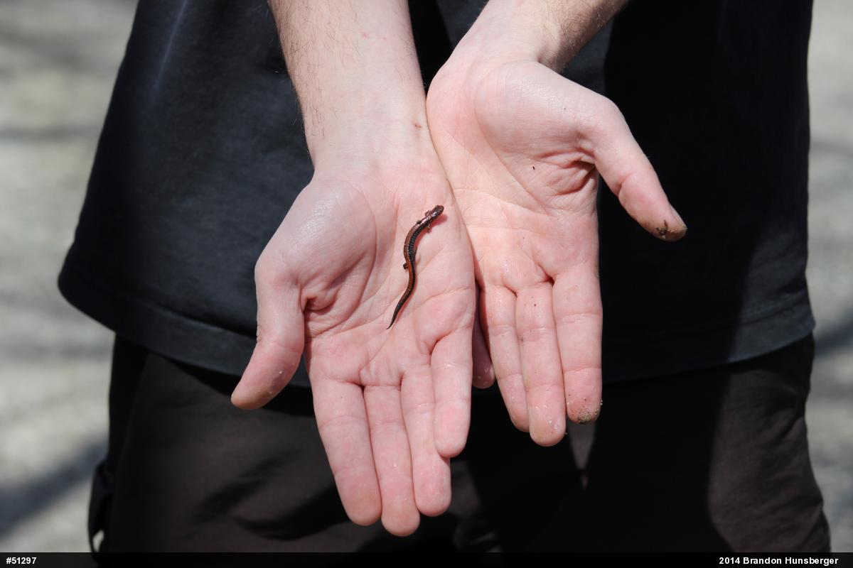 Eastern Red-backed  Salamander