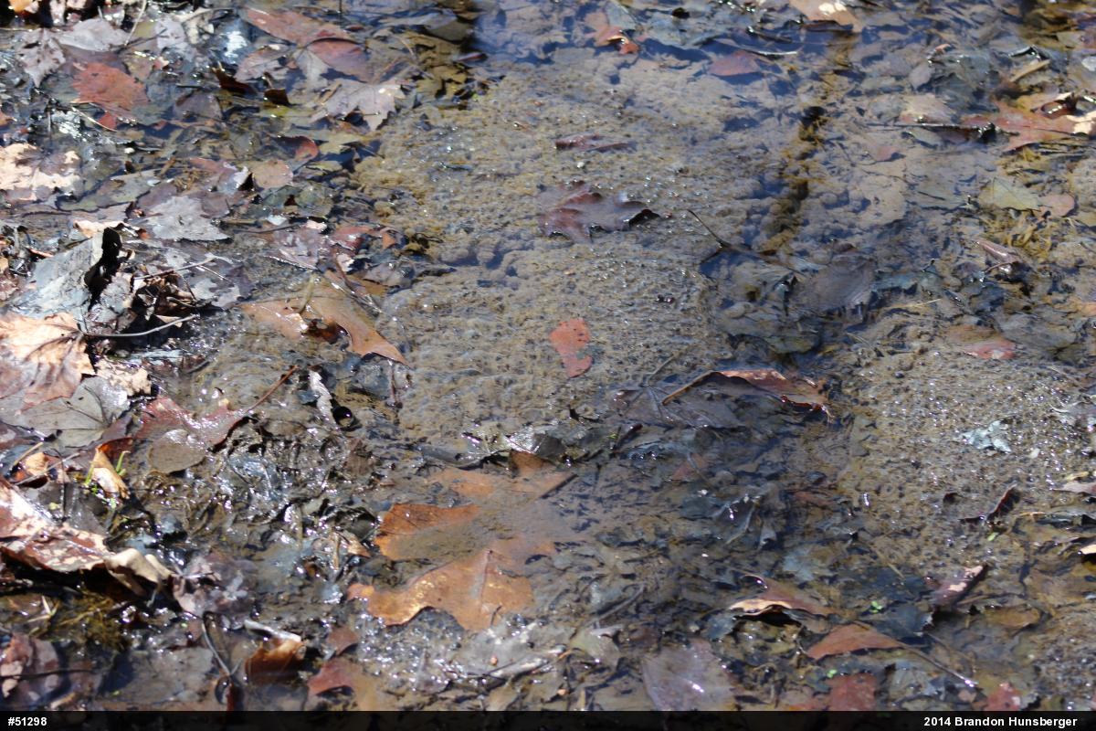 Wood Frog