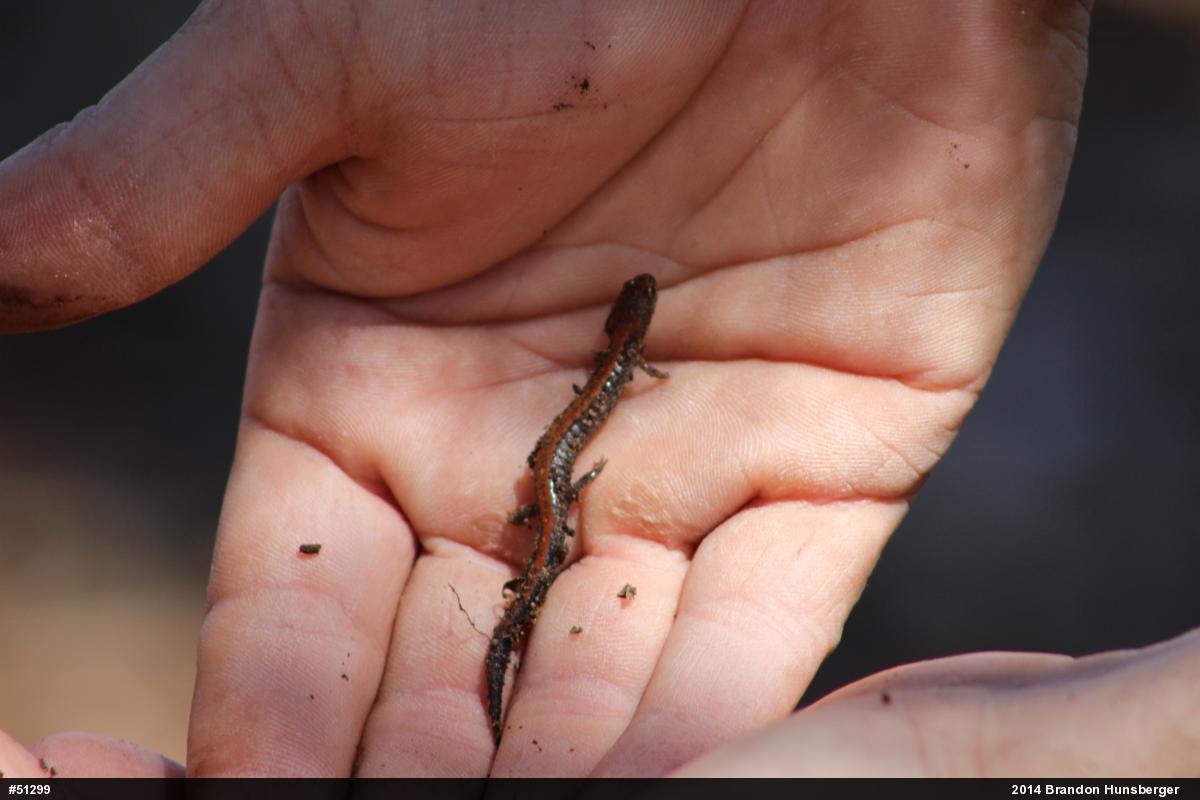Eastern Red-backed  Salamander