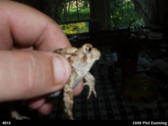True Toads