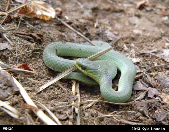Smooth Greensnake