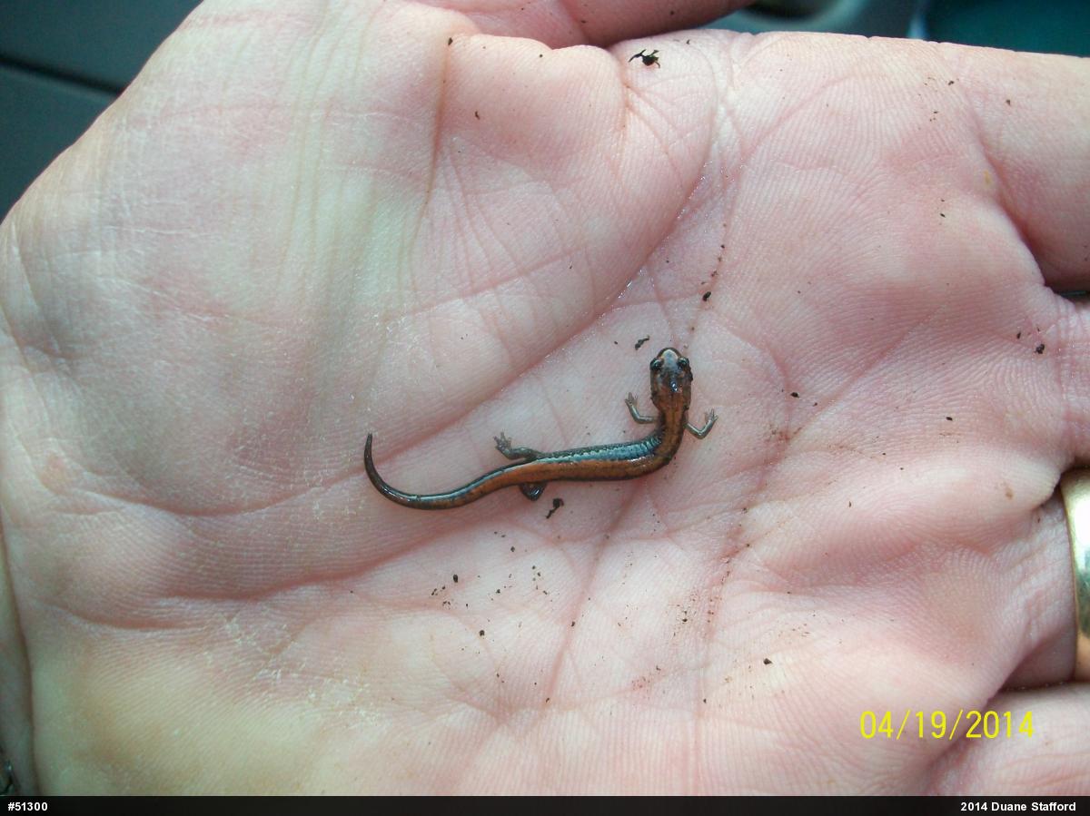 Eastern Red-backed  Salamander