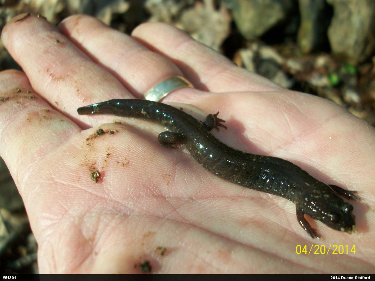 Northern Dusky Salamander