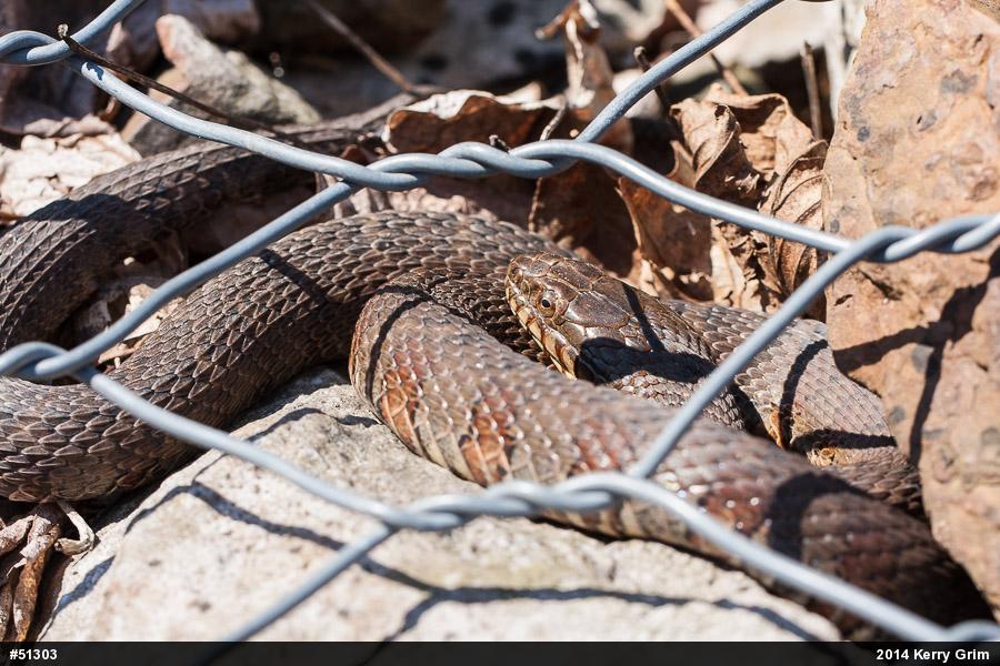 Northern Watersnake