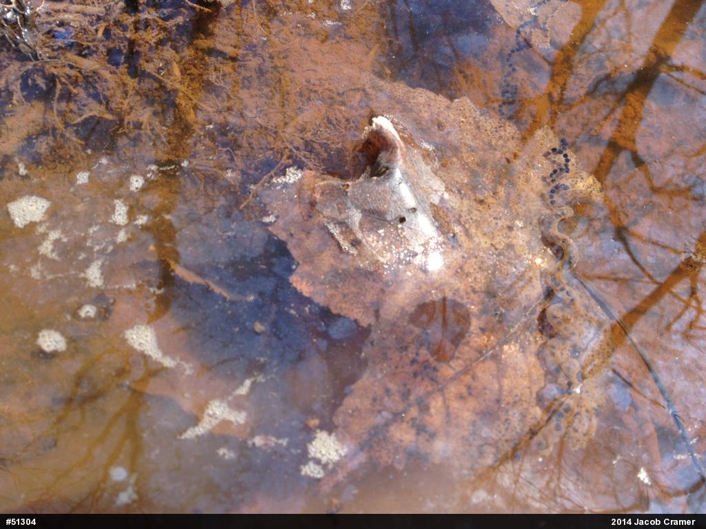 Eastern American Toad