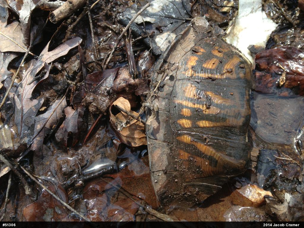Eastern Box Turtle