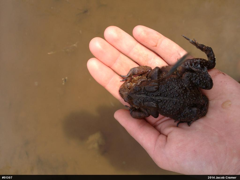 Eastern American Toad