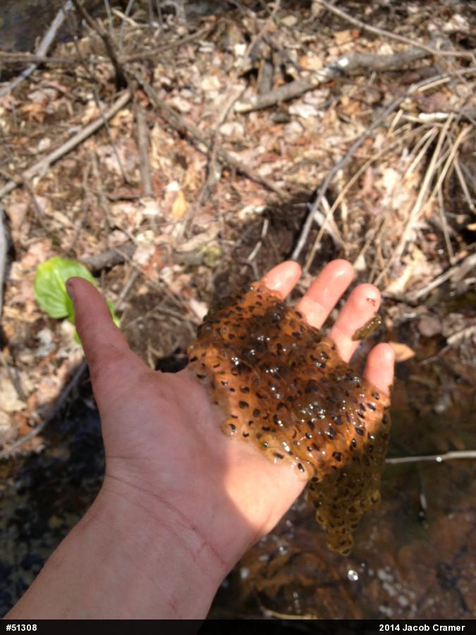 Wood Frog