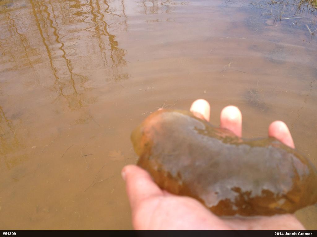 Spotted Salamander