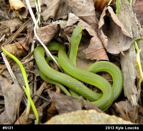 Smooth Greensnake
