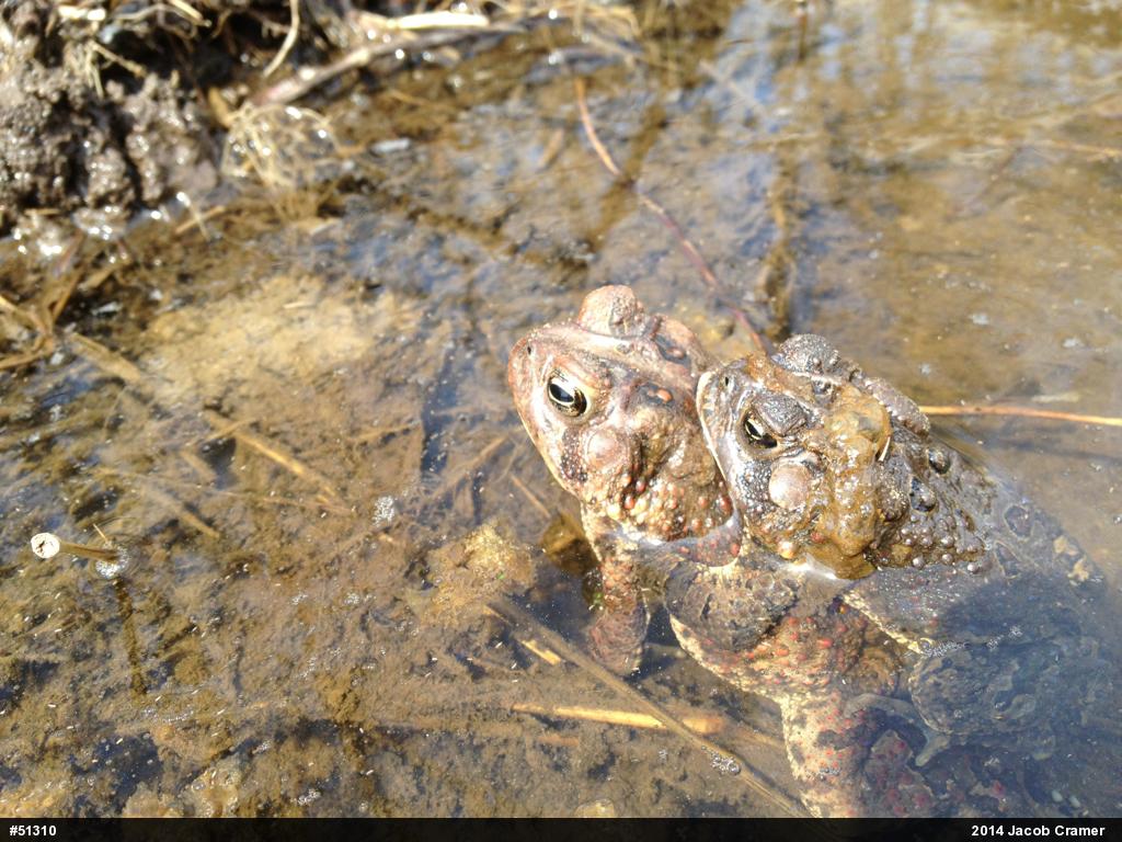 Eastern American Toad