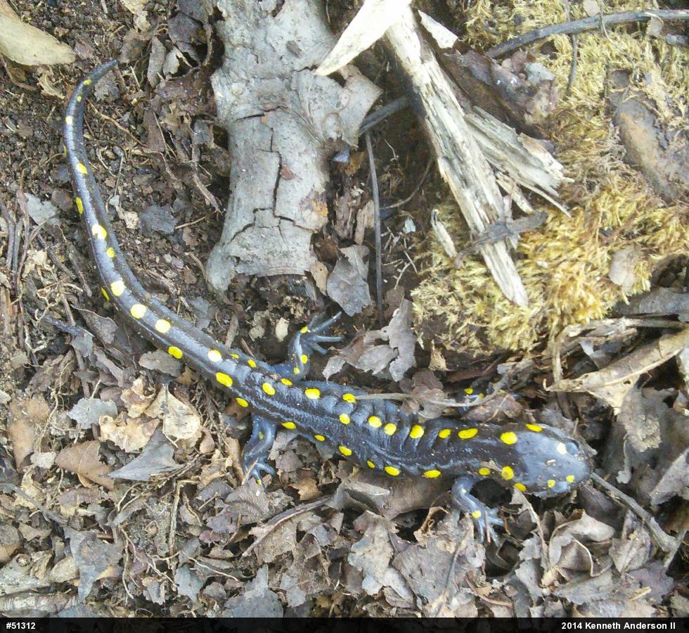 Spotted Salamander