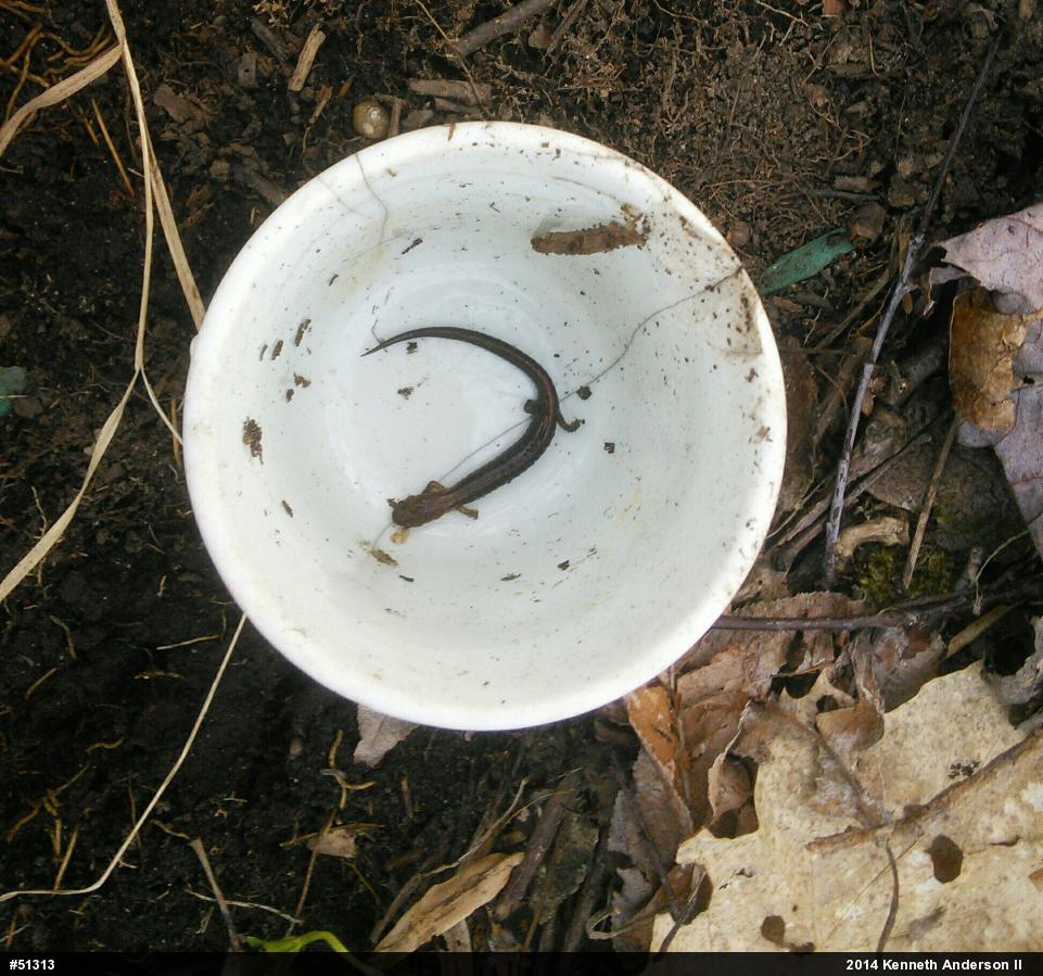 Eastern Red-backed  Salamander