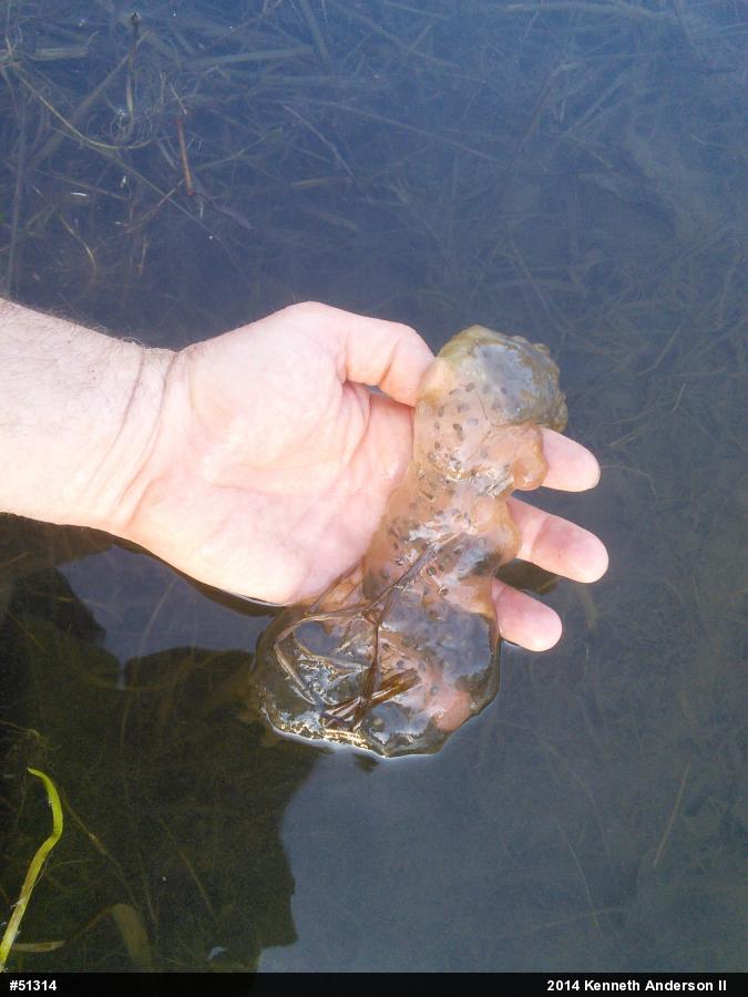 Spotted Salamander