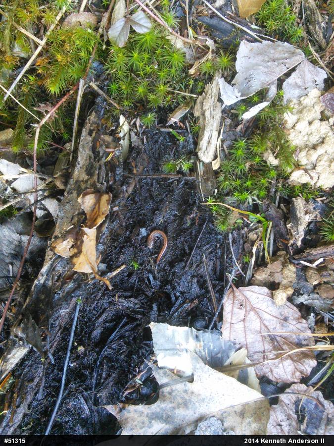 Eastern Red-backed  Salamander