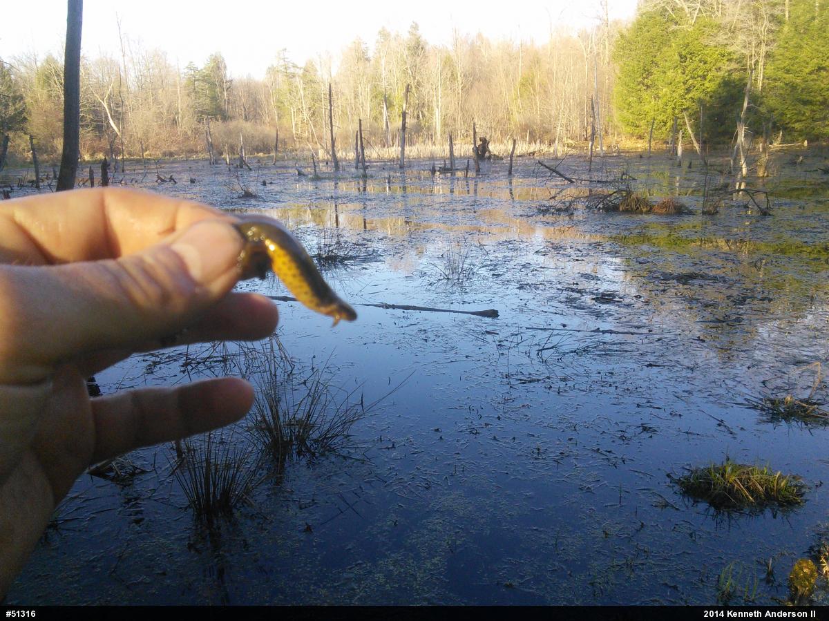 Red-spotted Newt
