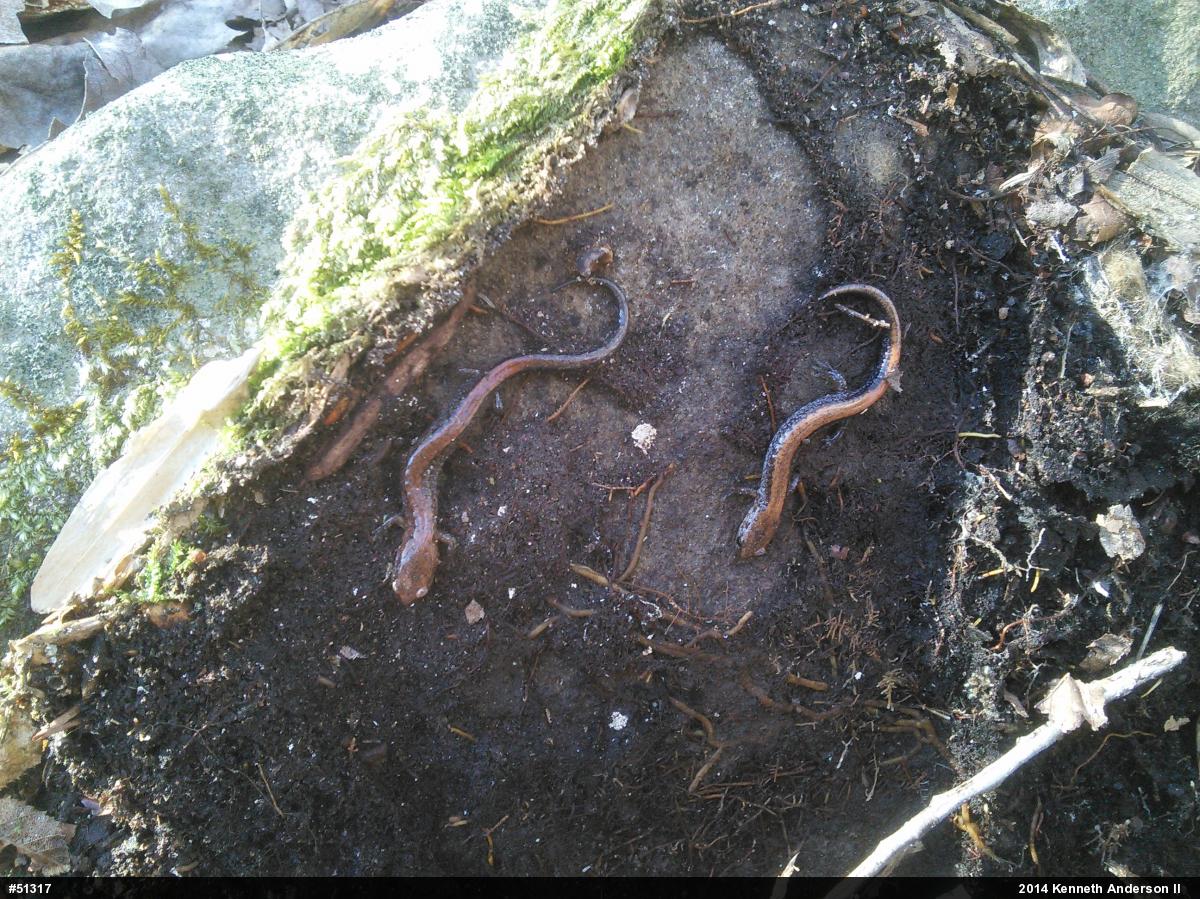 Eastern Red-backed  Salamander