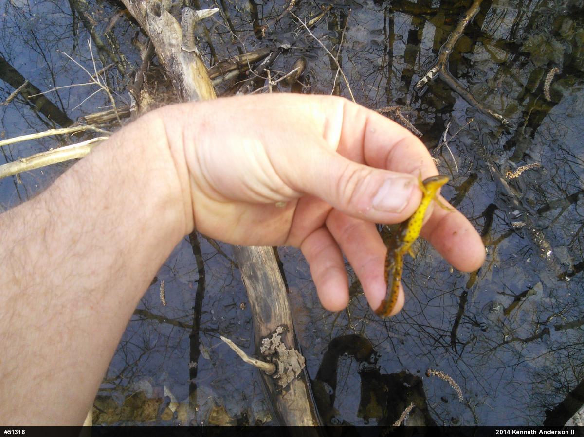 Red-spotted Newt