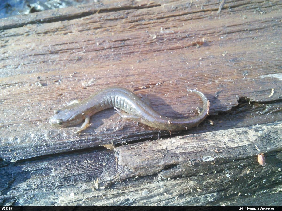 Northern Dusky Salamander