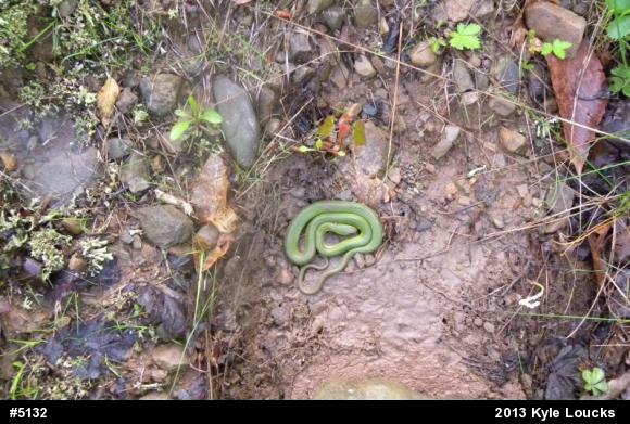 Smooth Greensnake