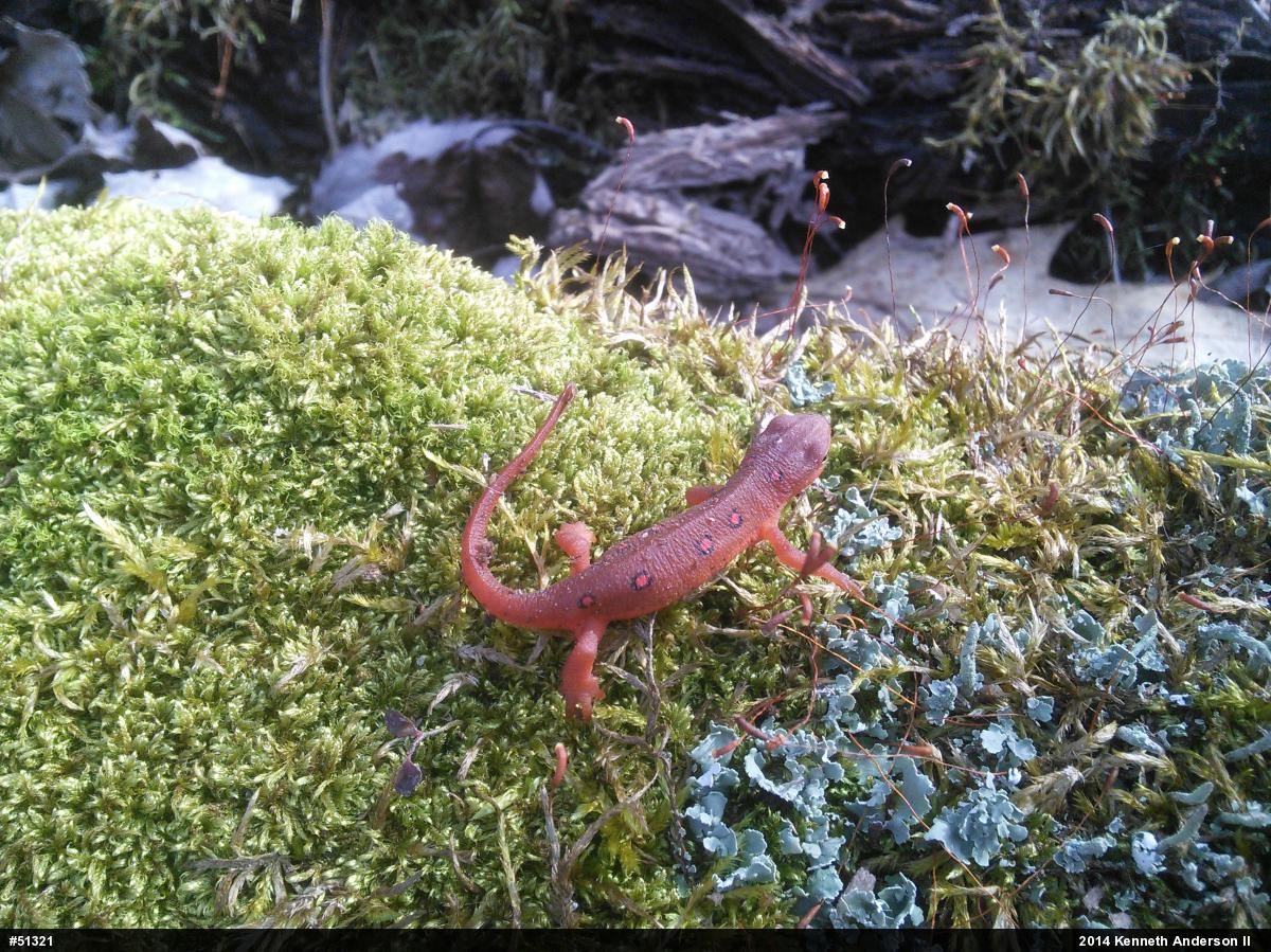 Red-spotted Newt