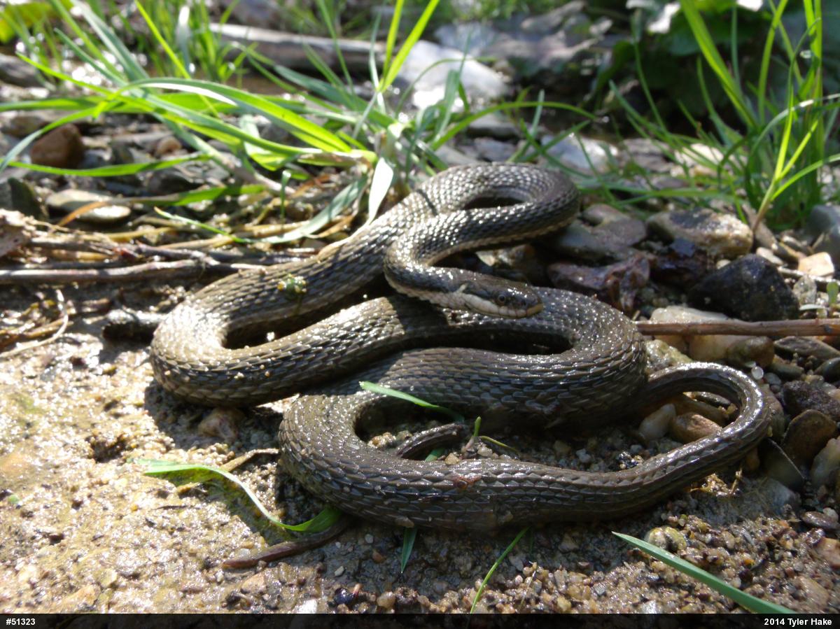 Queensnake
