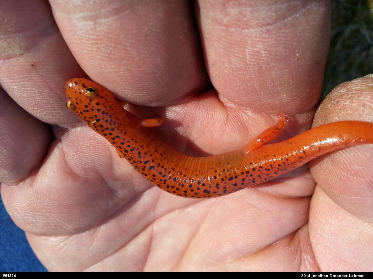 Northern Red Salamander