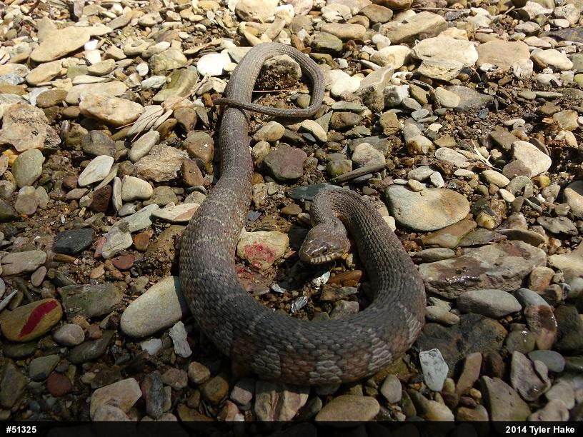 Northern Watersnake