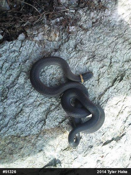 Northern Ring-necked Snake