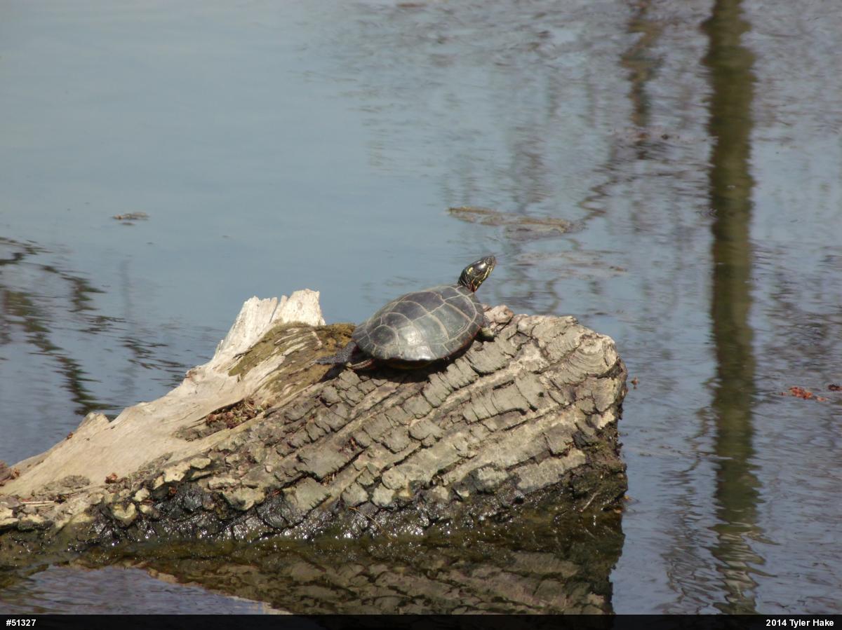Eastern Painted Turtle