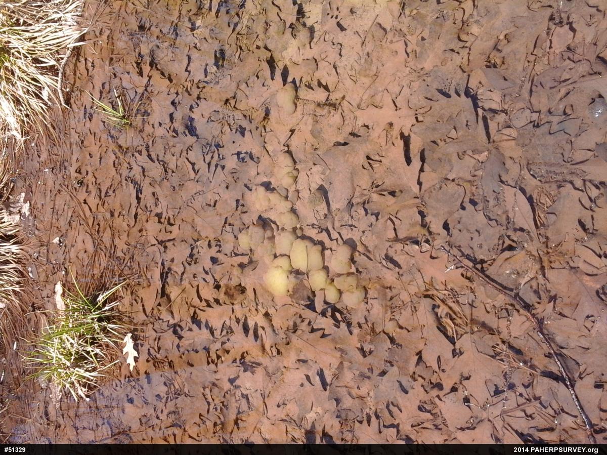 Spotted Salamander