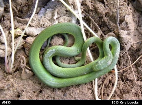 Smooth Greensnake