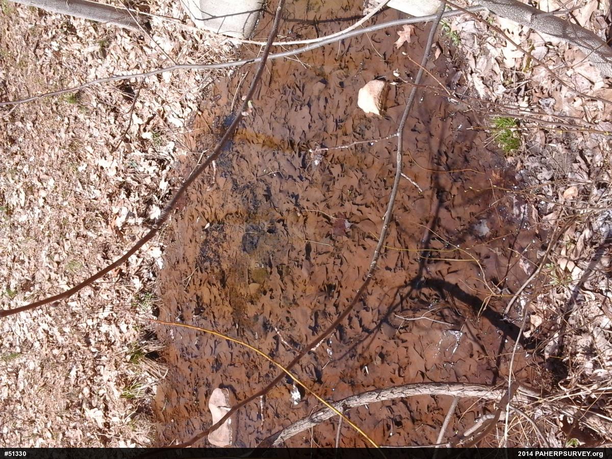 Wood Frog