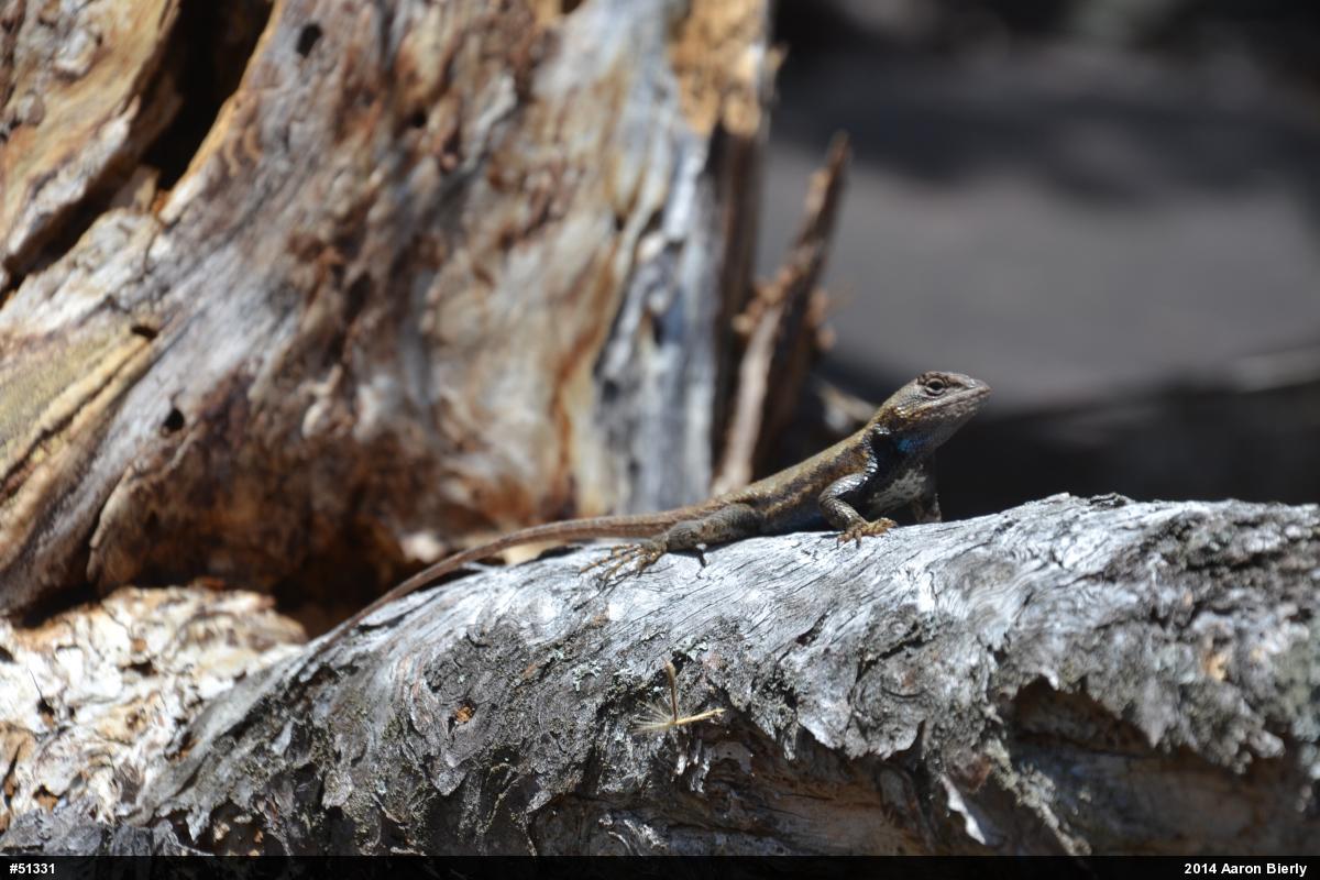 Eastern Fence Lizard
