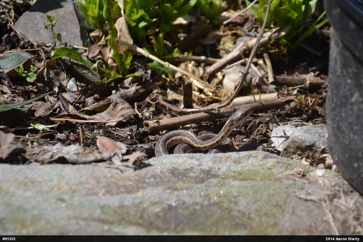 Eastern Gartersnake