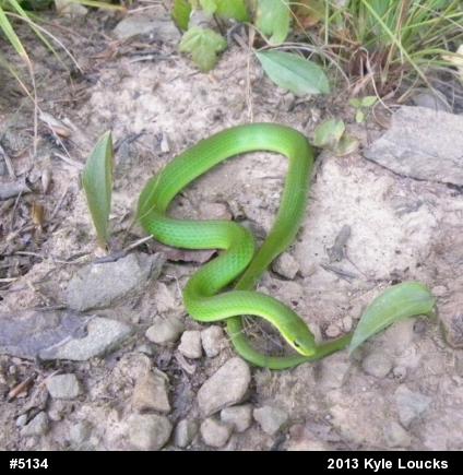 Smooth Greensnake